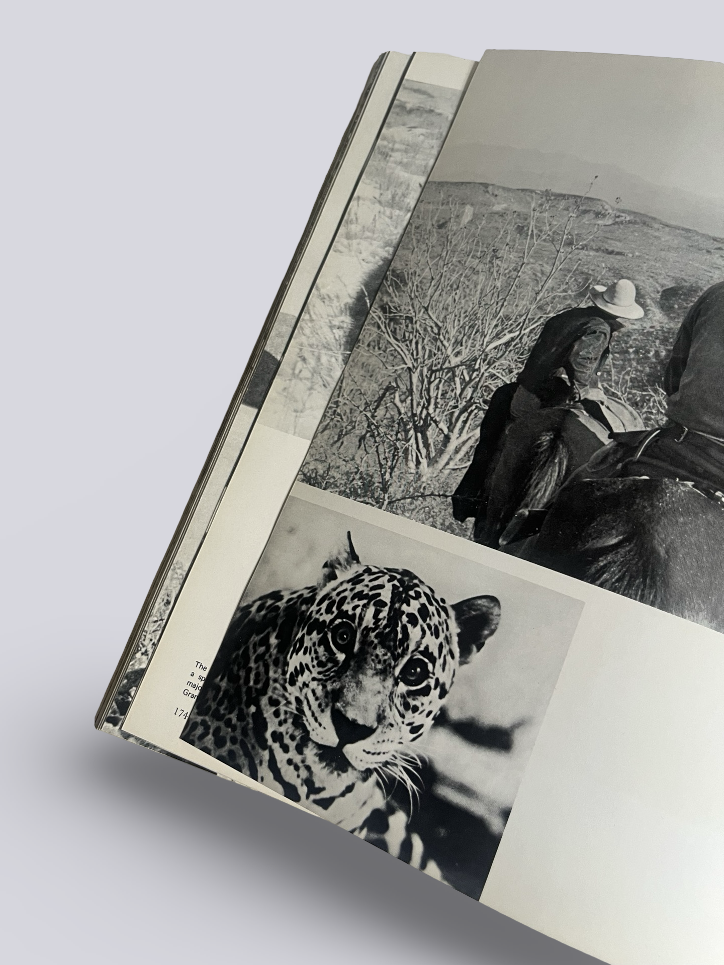 Great Game Animals of the World | Vintage book