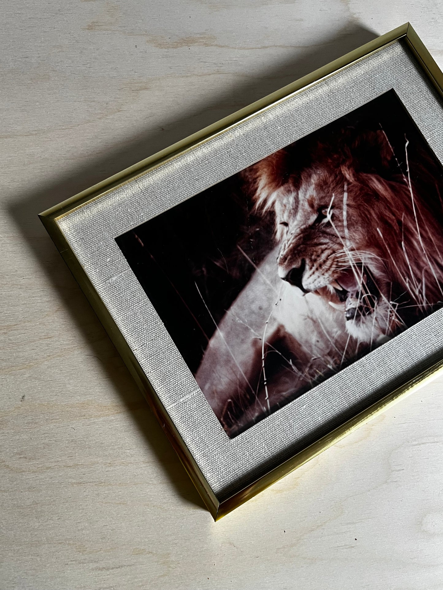 Framed Wildlife Photograph