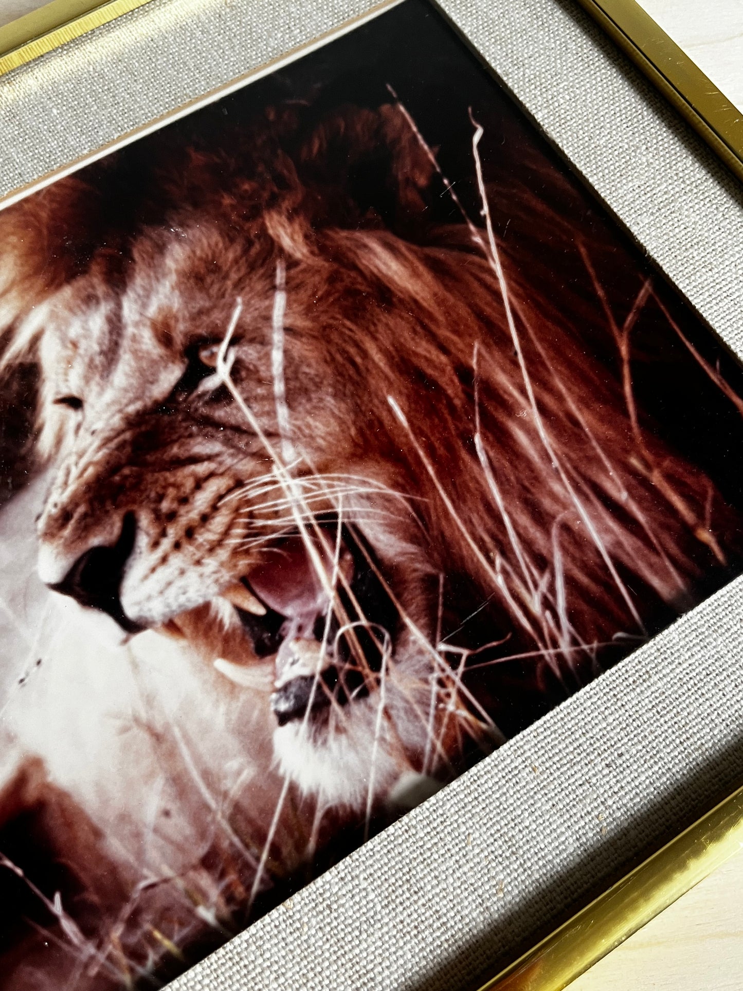 Framed Wildlife Photograph
