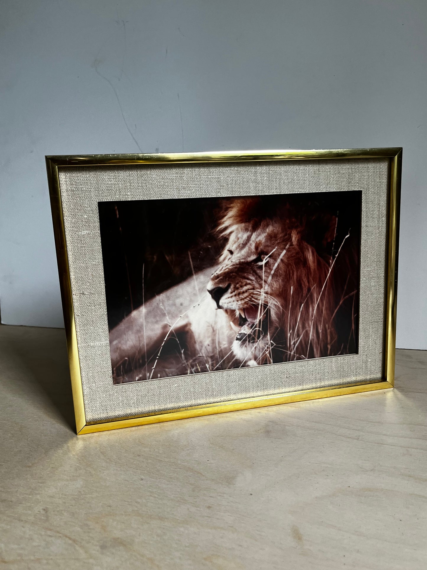Framed Wildlife Photograph