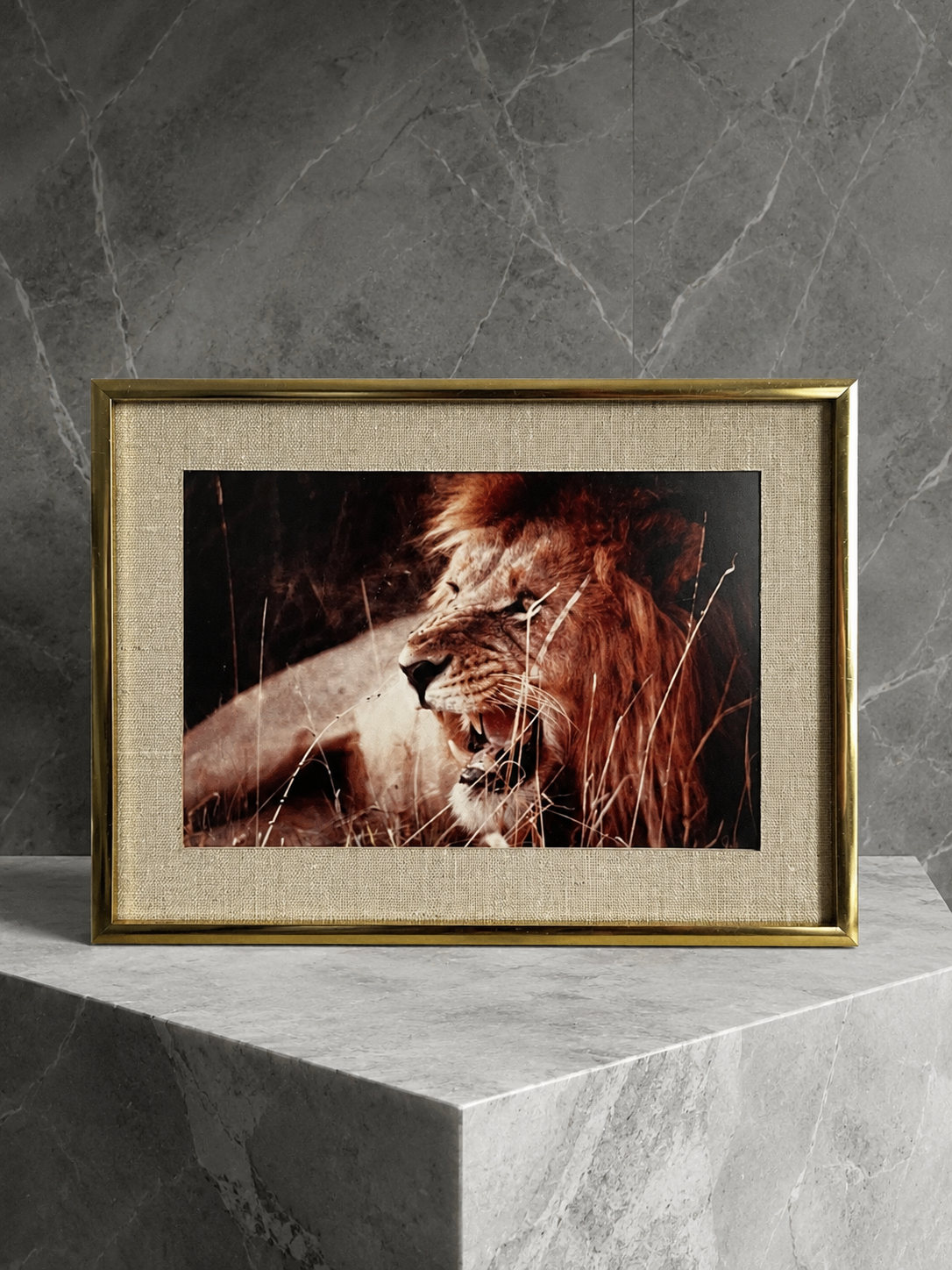 Framed Wildlife Photograph